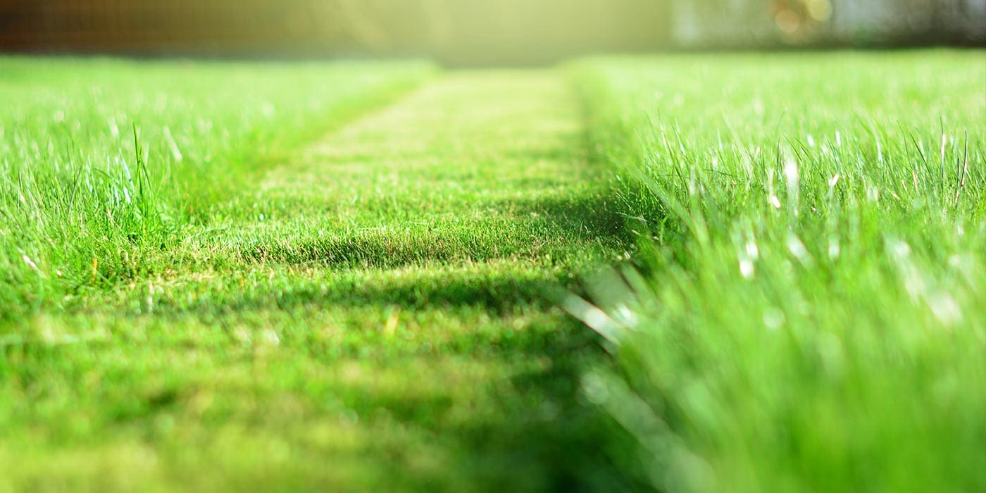 Gazon : les 5 étapes pour refaire sa pelouse