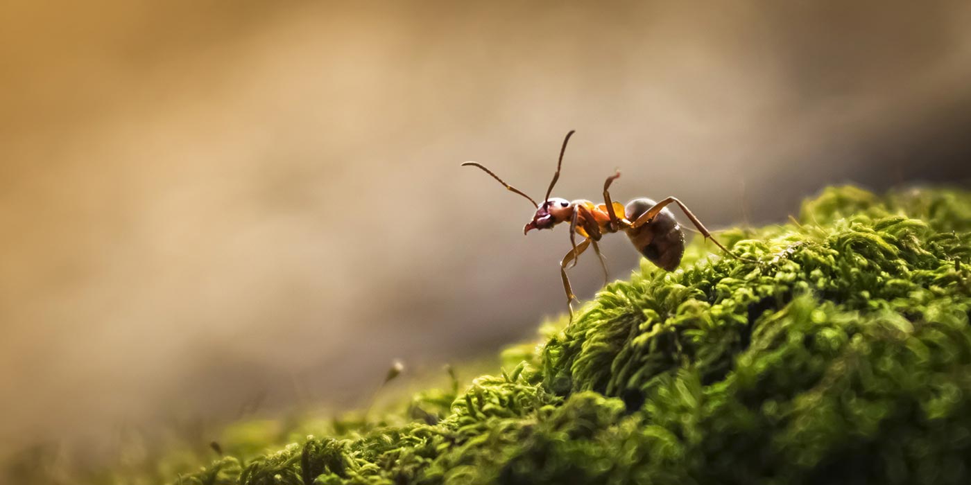 Comment se débarrasser des fourmis dans la maison comme au jardin ?